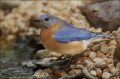 Eastern-Bluebird;Bluebird;Sialia-sialis;one-animal;close-up;color-image;nobody;p